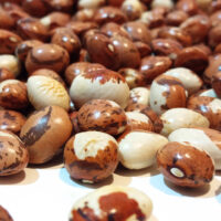 Fagioli Monachello sfusi Kg. - immagine 2